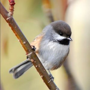 Meet your Posher, Timothy